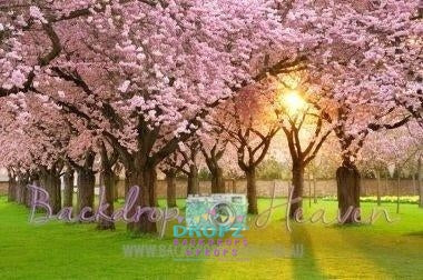 Backdrop - Cherry Blossom Field