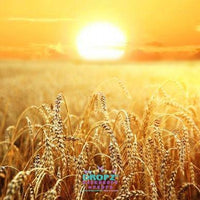 Backdrop - Golden Wheat Harvest