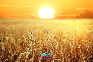 Backdrop - Golden Wheat Harvest